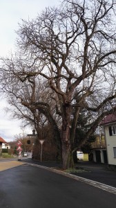 Kastanie im Januar 2016